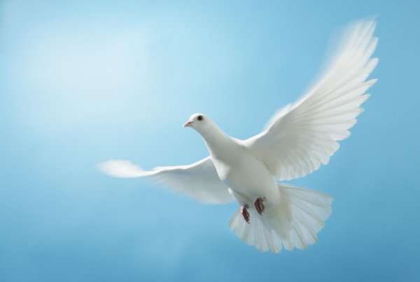 Чайки на фоне неба