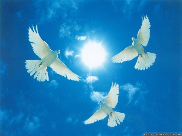 Сказочный голубь