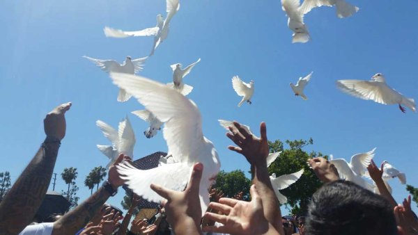 Белый голубь надежды