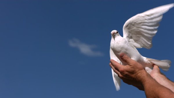 Белые голуби в небе