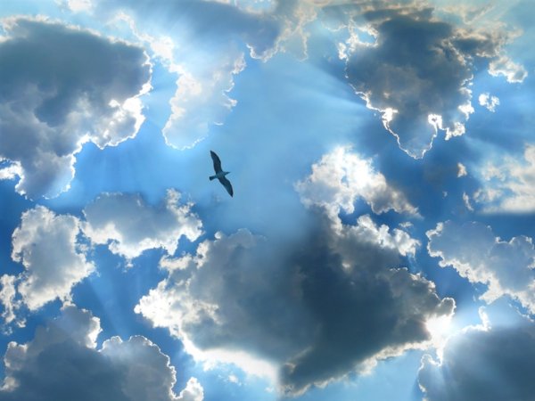 Птицы в облаках