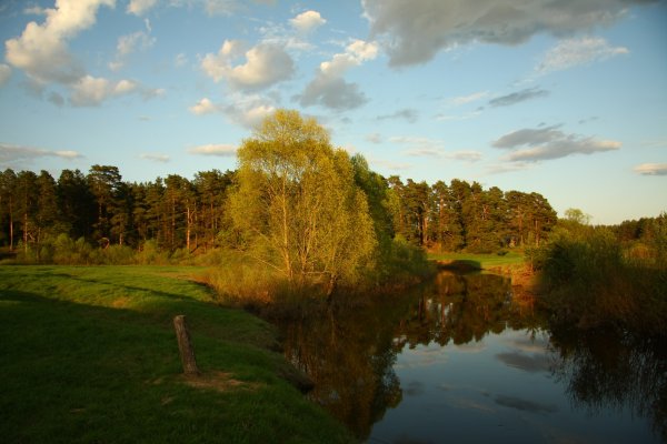 Руза река лес