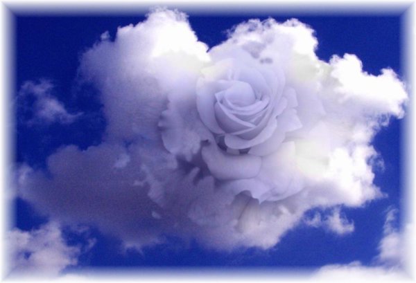 Роза в небесах