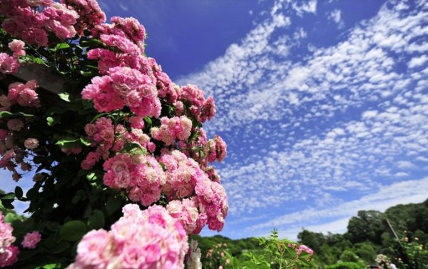 Роза Челленджер