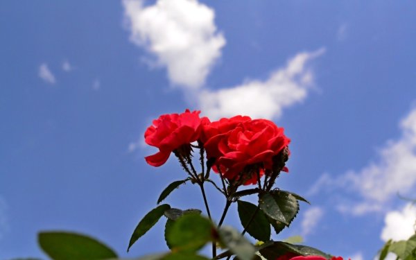 Роза небо солнце