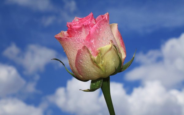 Красивые белые розы