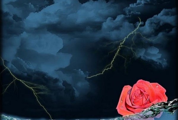 Цветы и солнце