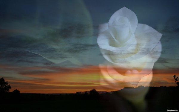 Красивые пейзажи с розами