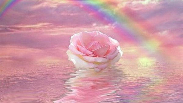 Одинокая роза под дождем