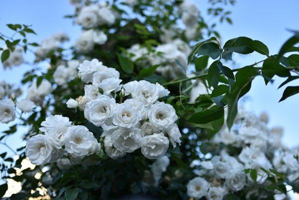 Воздушные облачка