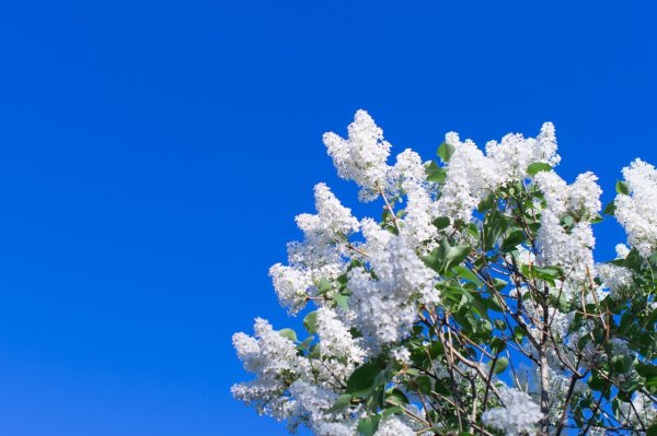 Сирень и голубое небо