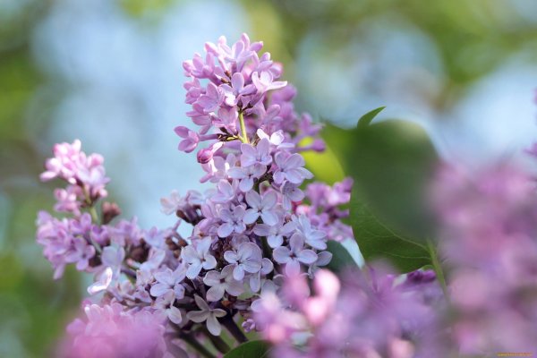 Японская сирень