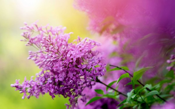 Зеленая сирень