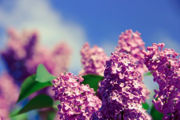 Сирень на фоне неба