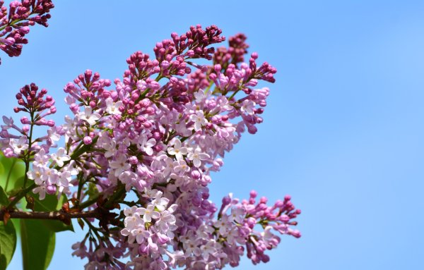 Сирень на фоне неба