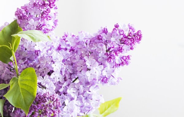 Хромакей сирень