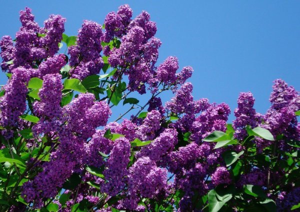 Сирень обыкновенная Весна