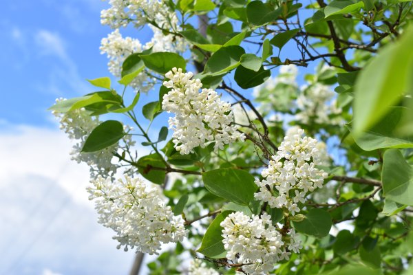 Сирень на фоне неба