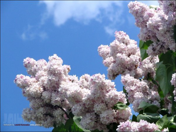 Белая сирень и солнце