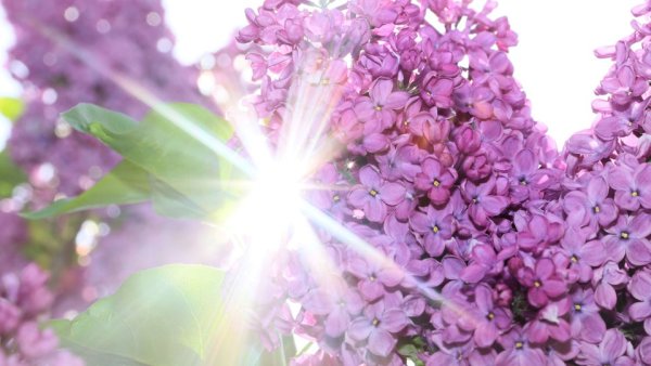 Сирень и солнце