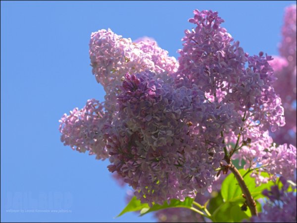 Сирень на фоне голубого неба