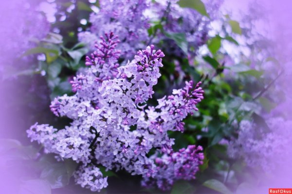 Тонкая сирень