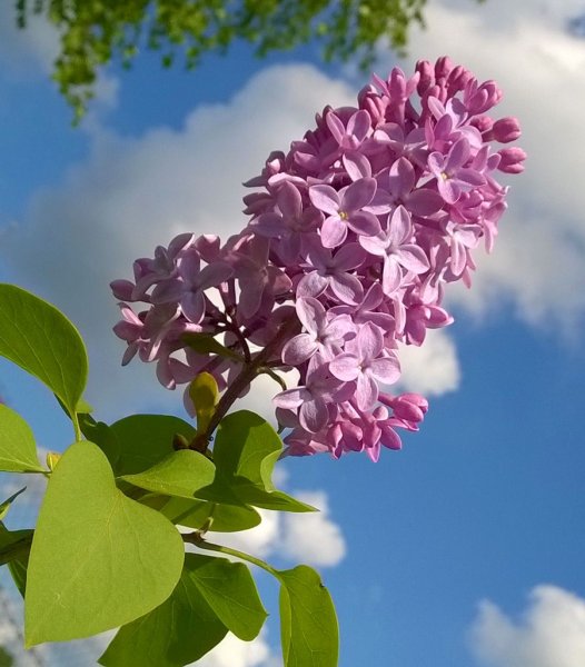 Сирень Зорька Венера