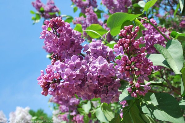 Сирень небо