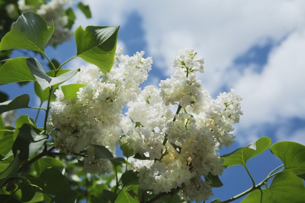 Белая сирень