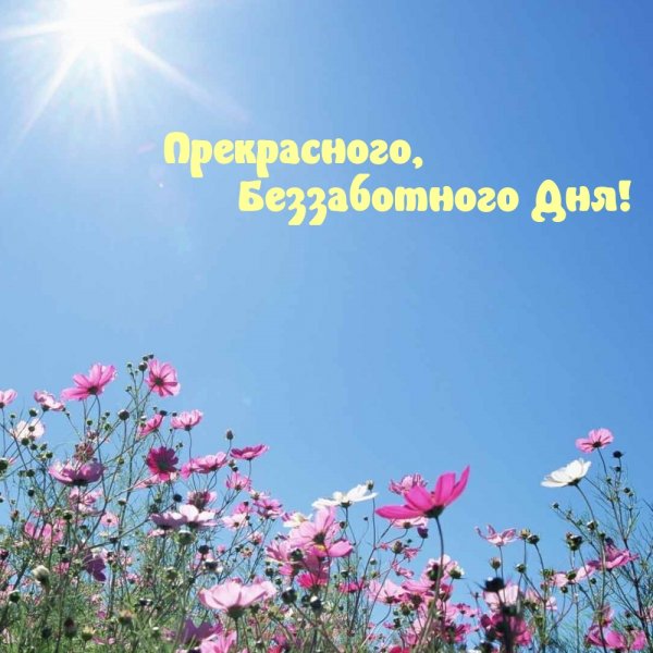 Чудесного дня