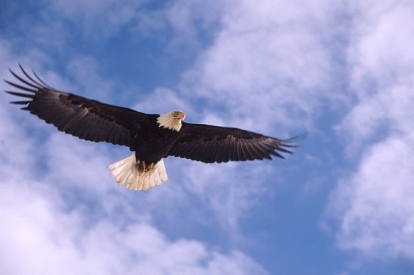 Орел летит высоко