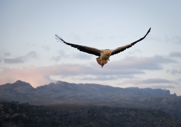 Орел летает над горами
