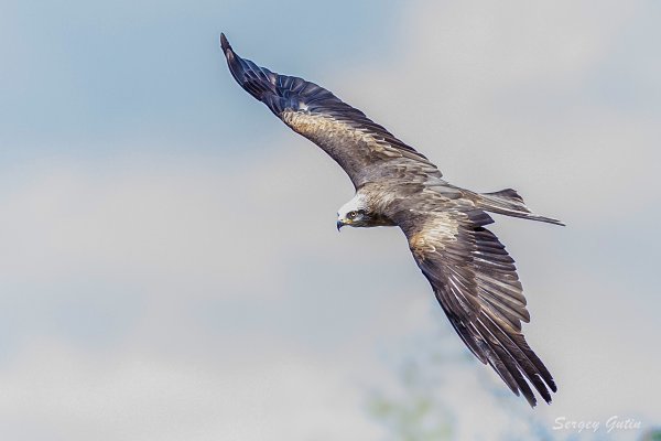 Беркут пикирует