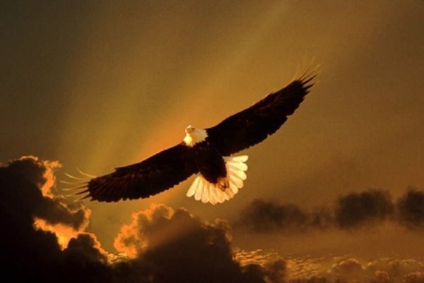 Полет птицы