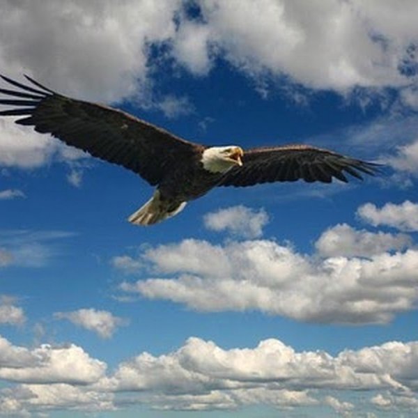 Парящий Орлан