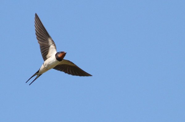 Крылья ласточки