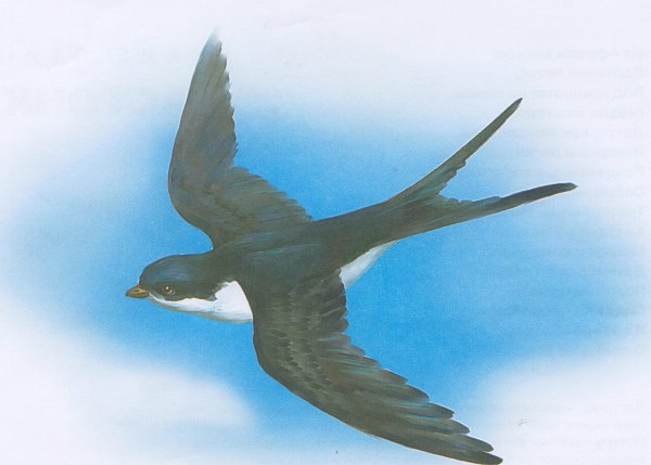 Ласточка Перелетная птица