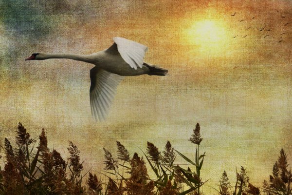 Журавль рисунок