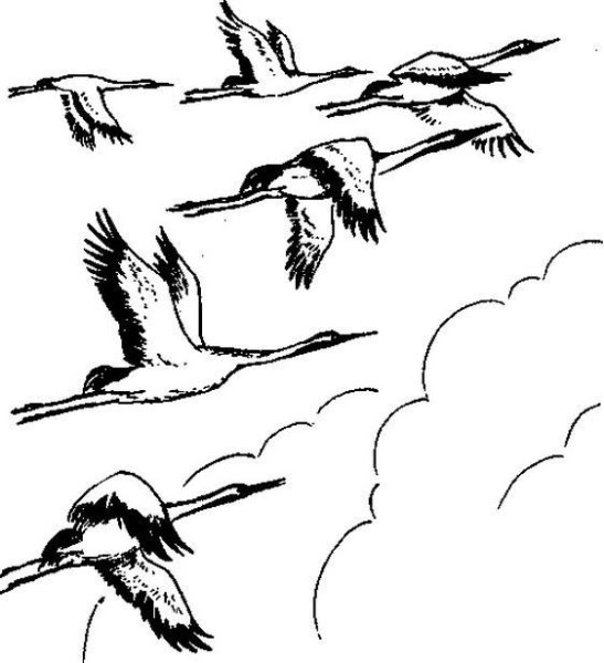 Журавли черно белые