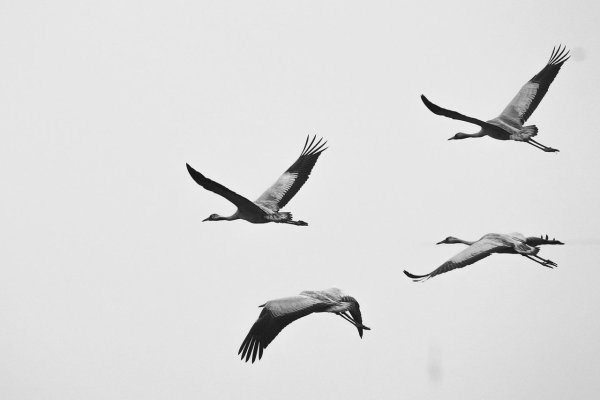 Журавлиный Клин Расул Гамзатов