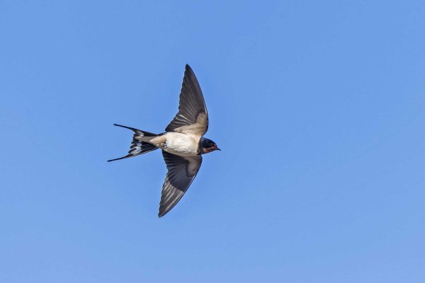 Ласточка городская Перелетная птица