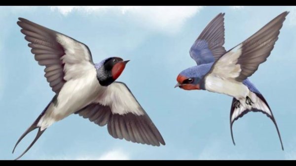 «Schwalbe» Ласточка