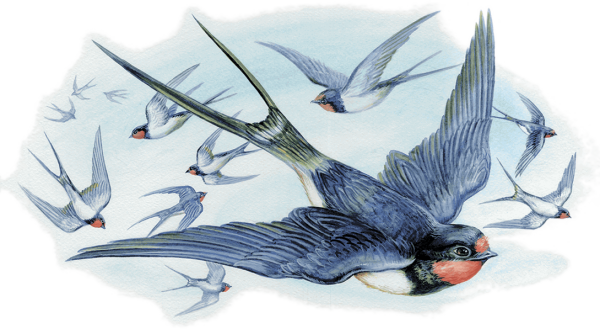 Перелетные птицы Ласточка для детей