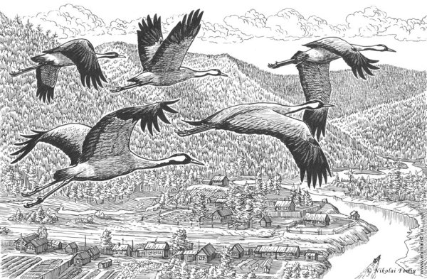 Белый журавль