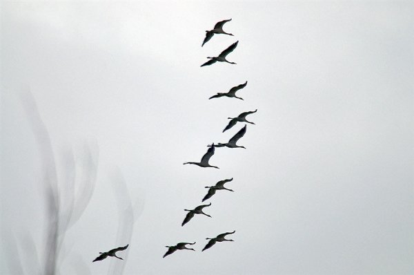 Птицы улетают карандашом