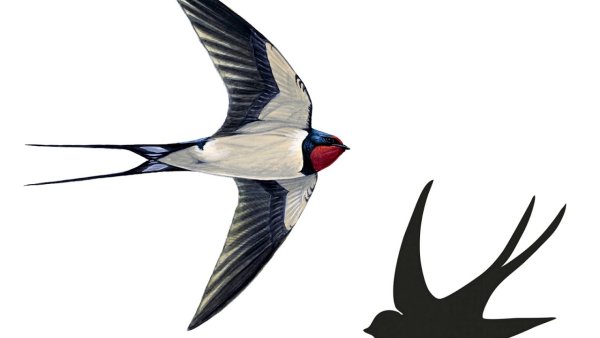 Весенние ласточки