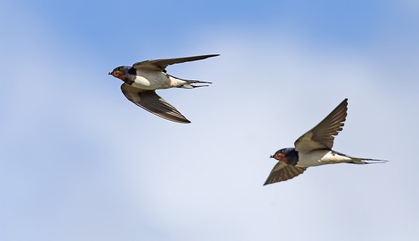 Ласточка летит