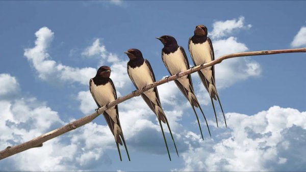 Стая Стрижей