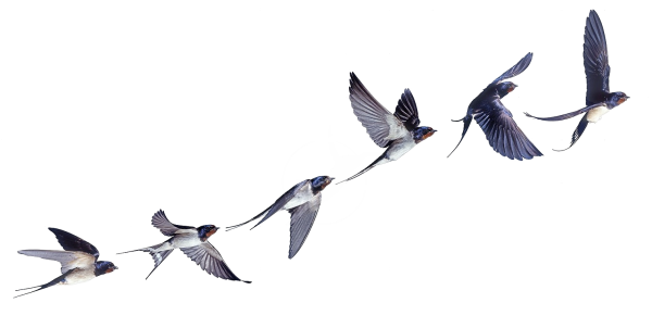 Две ласточки