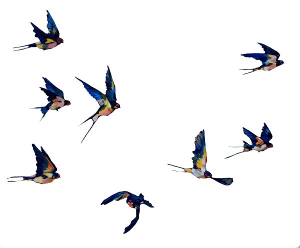 Ласточка картина